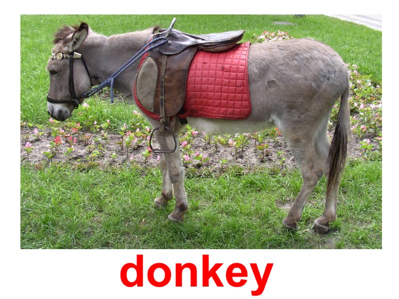 Ослы donkey